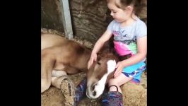 اسب سواری اسب حیوان نجیبی است  Cute And funny horse Videos Compilation cute
