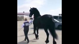 اسب سواری اسب حیوان نجیبی است  Cute And funny horse Videos Compilation cute