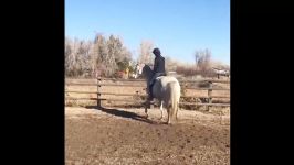 اسب سواری اسب حیوان نجیبی است  Cute And funny horse Videos Compilation