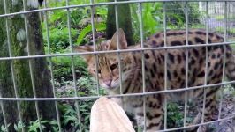 غذا دادن به ببر شیر حیوانات باغ وحش  BIG CATS Getting Snacks