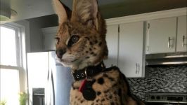 ببر ، شیر ، حیوانات درنده باغ وحش  Welcome Our Newest Serval