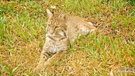 ببر ، شیر ، حیوانات درنده باغ وحش  Bobcat Family Goes Outside