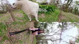 ببر ، شیر ، حیوانات درنده باغ وحش  Rare White Serval In 360