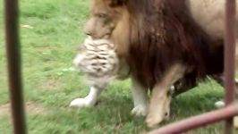 ببر ، شیر ، حیوانات درنده باغ وحش  Lion Reunites With His White Tiger