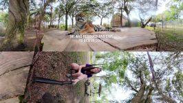 ببر ، شیر ، حیوانات درنده باغ وحش  Meanest Tiger Visits The Doctor In 360