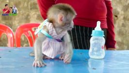 شیر خوردن بامزه میمون ها