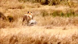 حیات وحش آفریقا، حمله موفق شیر به گورخر