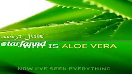 با خواص آلوراء بیشتر آشنا شوید⚘Aloe Vera virtues