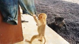 اذیت کردن سگ ها توسط میمون  بیچاره سگه
