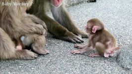 اذیت کردن بچه میمون توسط میمون دیگر
