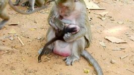 اذیت کردن بچه میمون