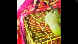 طوطی بامزه  Super Cute And Funny Parrots  Cutest Parrots In The World 2019