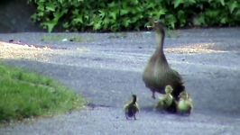 Mama Duck Fights Crows Attacking Baby Ducklings