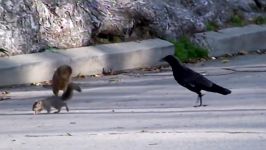 Confused Baby Squirrel Attacked By Crows  Mama Squirrel Trys to Saves Baby