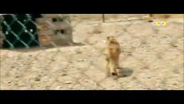مستند نسل گربه سانان ایران مثل شیرها ، ببرها ، پلنگ ها