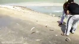 پریدن ماهی ها به خشکی در جزیره شیف بوشهر