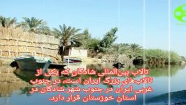 جاذبه های گردشگری استان خوزستان تالاب بین المللی شادگان