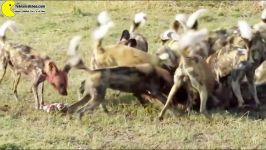شکار گراز آفریقایی توسط سگهای وحشی آفریقایی تهران سی دی شاپ