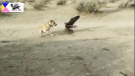 شکار جذاب غاز وحشی توسط عقاب