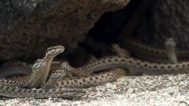 Iguana vs Snakes  Planet Earth II