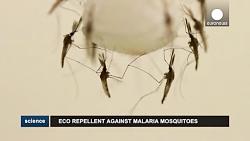 ضد حشره گیاهی موثر برای مقابله نیش پشه ناقل مالاریا  science