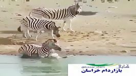 تلاش گورخر نر برای خفه کرده کره