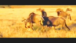 Animals in Love  Wildlife Documentary Film  Part 0909