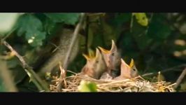 Animals in Love  Wildlife Documentary Film  Part 0809