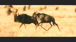 Animals in Love  Wildlife Documentary Film  Part 0709