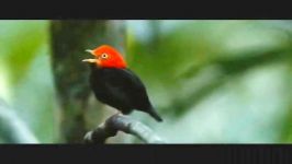 Animals in Love  Wildlife Documentary Film  Part 0209