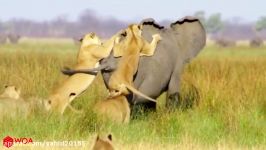 جنگ نبرد شیرها فیل بزرگ در حیات وحش