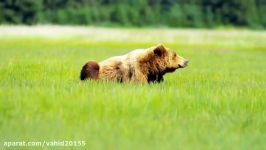 نبرد خرس های گریزلی در طبیعت .  Grizzly bear 