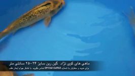 فروش ماهی کوی ست چهارم نژاد گین رین