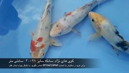 فروش ماهی کوی ست سوم نژاد سانکه