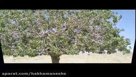اینجا استان کرمان  شهر بابک  میمند  درختهای 5000 ساله بنه . خرداد 98