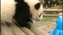 بازیگوشی دو توله پاندا در باغ وحش چنگدو، چین