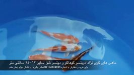 فروش ماهی کوی ست هشتم نژاد کوهاکو