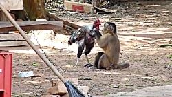 اذیت آزار خروس توسط میمون
