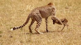 حیات وحش، بازی غم انگیز چیتا شکار قبل دریدن
