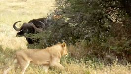 حیات وحش آفریقا، حمله نبرد شیر بوفالو قهرمان