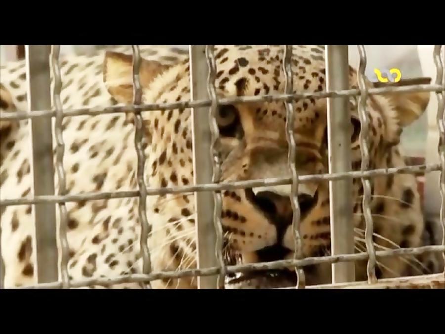 این مستند در مورد نسل گربه سانان ایرانی شیرها ، ببرها ، پلنگ ها می باشد