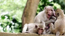 آزار اذیت بچه میمون توسط میمون های بزرگ