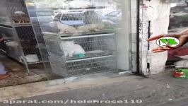 پرنده‌فروشی سیاه مرندی سگ وگربه هایی باجثه بزرگ حبس شدند، لطفا بدادشان برسید