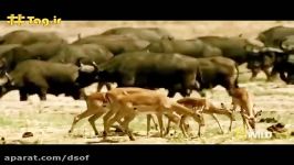 حمله بابون‌ها به یوزپلنگ برای نجات آهو  فیلم