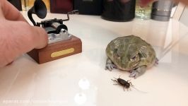 قورباغه بزرگ آفریقایی king frog African