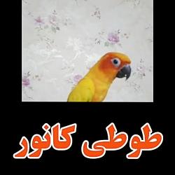 طوطی خورشیدی یا سان کانور