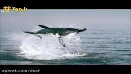 حمله هولناک کوسه سفید؛ بزرگترین قدرتمندترین شکارچی دریا  فیلم