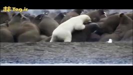 تلاش خرس قطبی برای شکار شیر دریایی  فیلم