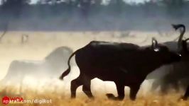 حمله نبرد دیدنی شیرها شکار در حیات وحش