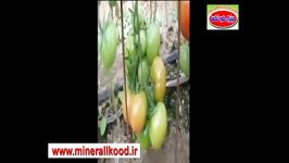 افزایش 5 برابری بوته گوجه فرنگی  شهرستان مبارکه اصفهان